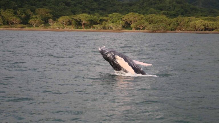 swim retreat costa rica
