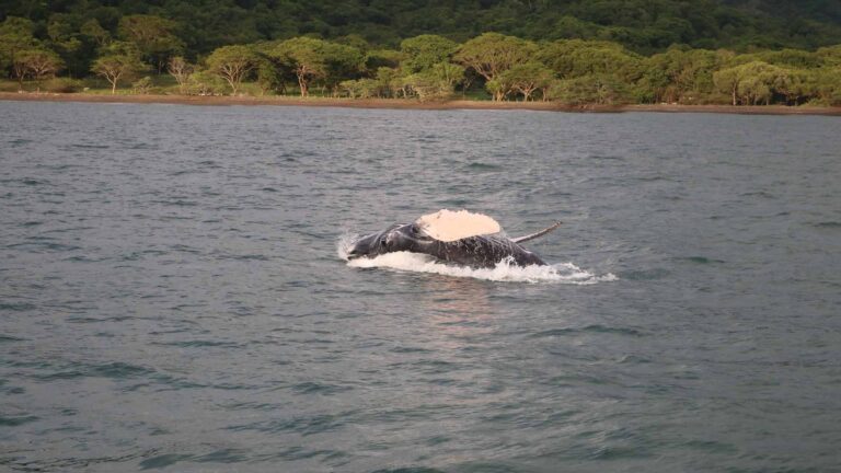 swim retreat costa rica